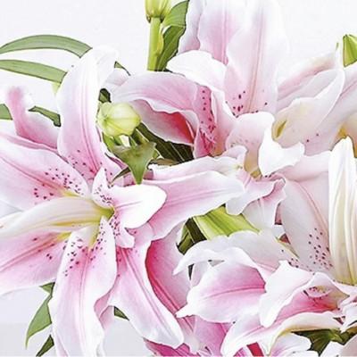 ふるさと納税 藤枝市 【母の日に!】ユリ鉢植え　ピンク八重 |  | 03