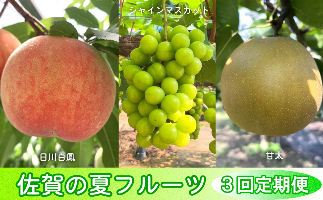 
                  【定期便セット】佐賀の「夏フルーツ」定期便（3回：日川白鳳、シャインマスカット、甘太）
                