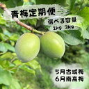 【ふるさと納税】【先行予約】【2回定期便】【期間限定・2025/4/30まで】中山農園「青梅」定期便 古城梅・南高梅【選べる容量】※2025年5月中旬以降随時発送予定 / 紀州南高梅 梅シロップ 梅ジュース 梅酒 和歌山県