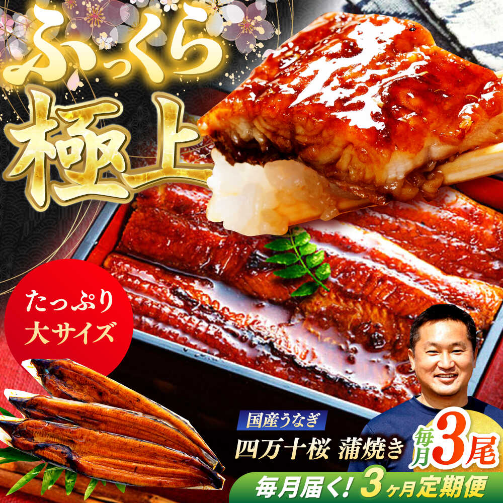 【ふるさと納税】【3回定期便】 極上国産うなぎ四万十桜 蒲焼き3尾 たっぷり大サイズ / 国産 高知 四万十 うなぎ ウナギ 鰻 蒲焼き うな重 惣菜 贅沢 【有限会社もりた】[ATHE006]