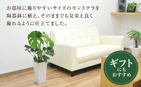 観葉植物 モンステラ スクエア 陶器鉢植え 7号【鉢色：白】/ 観葉 植物 インテリア おしゃれ プレゼント / 大村市 /琴花園[ACYK003]