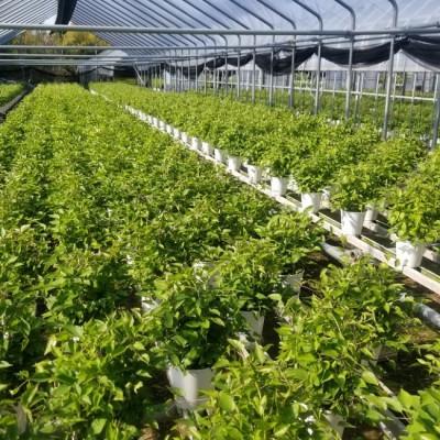 ふるさと納税 北茨城市 【長谷川園芸】クレマチス6寸2色咲き〔パストラーレ×ドクターラッペル〕※5/1〜5/7発送 |  | 02