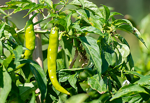 佐賀産季節の旬野菜15種類（農薬・化学肥料不使用）：B150-008