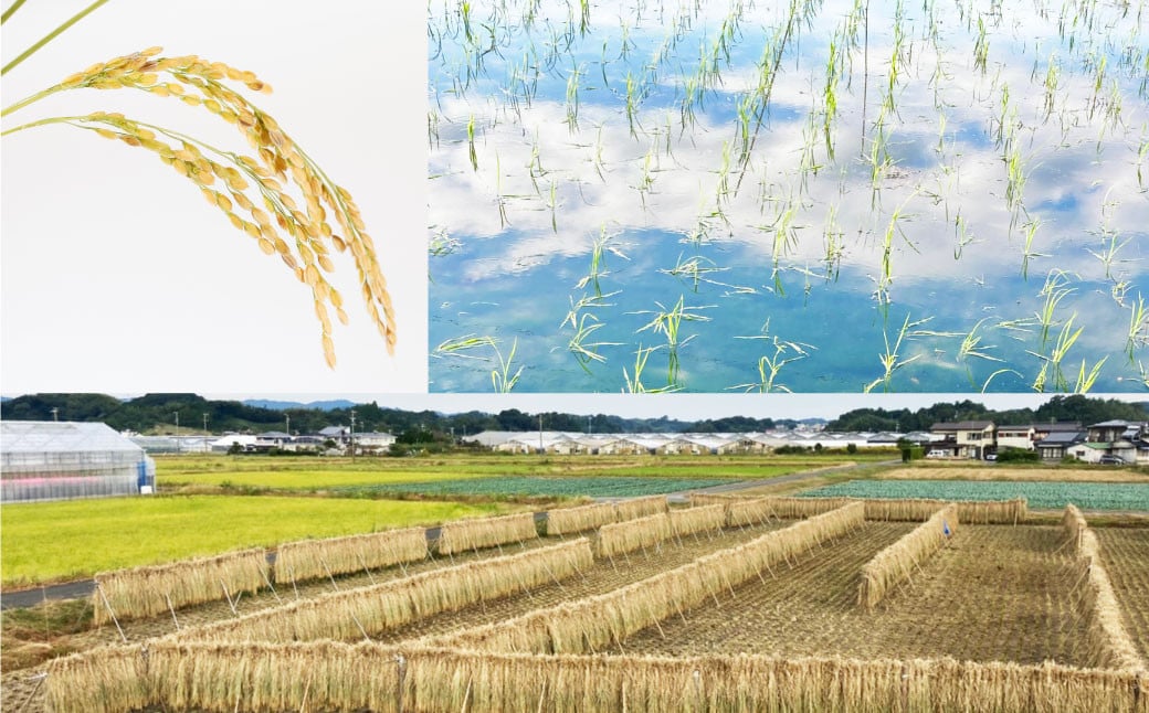 自然栽培米 純米酒 『 穂の穂 』 720ml ×2本