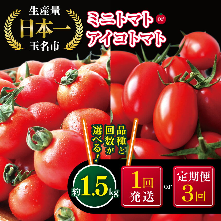 【ふるさと納税】選べる 種類 回数 ミニトマト or アイコトマト 1回 or 3回 生産量 日本一 玉名市 ! ! | ミニトマト アイコトマト 野菜 トマト プチトマト 定期便3回 生産者直送 産地直送 熊本県 玉名市