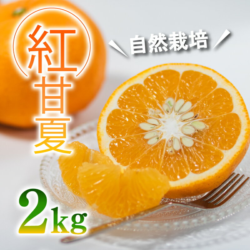 【ふるさと納税】 【自然栽培】紅甘夏 2kg ｜甘夏 紅甘夏 みかん 自然栽培 柑橘 ミカン ミカン 愛媛県産 家庭用 えひめのみかん GUILD 愛媛県 松山市