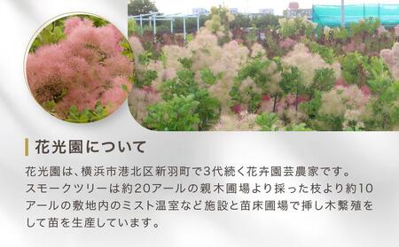 スモークツリー３号ポット苗 ４本おみつくろいセット〈花光園〉｜ 花 お花 フラワー 人気花 おすすめ花 花セット 横浜市お花 花スモークツリー 花５本 おすすめスモークツリー 人気スモークツリー おす