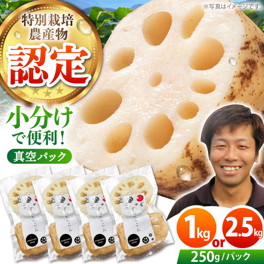 【ふるさと納税】【先行予約】地元江北町産 佐賀 れんこんパック ( 1kg / 2.5kg )【百武青果】 [HAE013]
