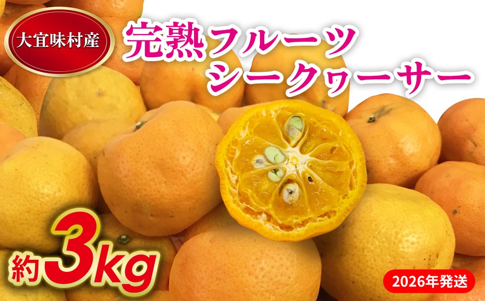 【2026年発送】完熟フルーツシークヮーサー 約3kg 沖縄 おきなわ 大宜味村 果物 くだもの 果実 シークワーサー しーくわーさー 完熟 沖縄県産 産地直送 お取り寄せ 人気 食品 送料無料 国産 県産 ご当地 やんばる ノビレチン