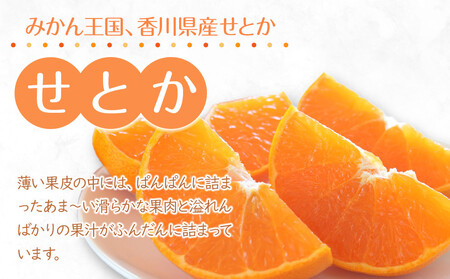 【2025年2月上旬より発送】柑橘界の大トロ！せとか　約3kg |フルーツ 旬 せとか 美味しい 新鮮 せとか フルーツ せとか フルーツ 人気 せとか フルーツ 厳選 せとか おすすめ せとか フル