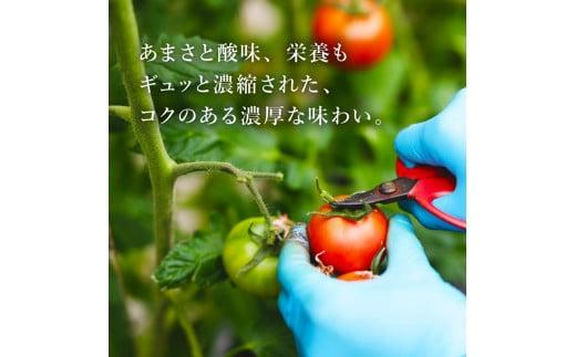 アメーラ トマト ミニトマト 10パック セット アメーラルビンズ 高糖度 7.5以上 化粧箱入り 産地 直送 新鮮 旬の 野菜 高級 フルーツトマト 甘い