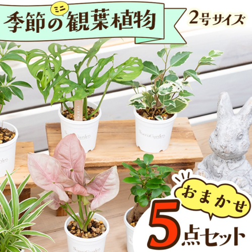 【植物をもっと身近に】京都・京丹後の専門店が厳選！観葉植物5点セット｜【発送可能時期：4月上旬～7月末、9月上旬～11月末】癒しと彩りのグリーン便