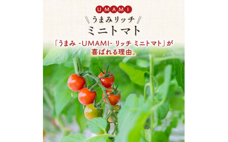 ＜特別栽培農産物＞ファームサイドのこだわりミニトマト 3kg 野菜 トマト ミニトマト 特別栽培 農産物 サラダ ピクルス 炒め物 食品 本庄産 関東 F5K-511