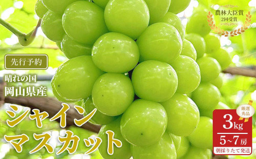 ぶどう 2026年  シャインマスカット 厳選 秀品 約3kg 合計5～7房 農林大臣賞受賞  家庭用 ギフト 贈答用 贈り物 岡山 果物 フルーツ  採りたて発送 農家直送 数量限定 新鮮