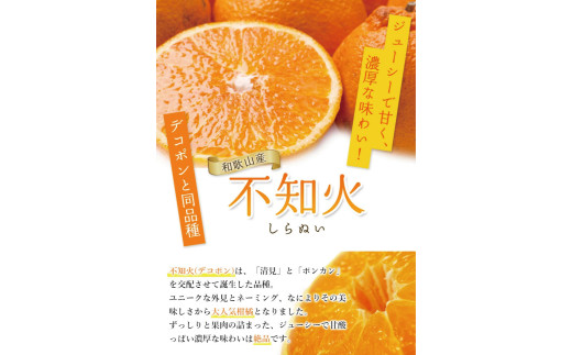 不知火 家庭用 1kg＋250g（痛み補償分） / みかん 訳あり しらぬい 光センサー 選別 デコポン 柑橘 晩柑 和歌山 甘い 5000円 / ※2027年2月上旬～4月上旬ごろに順次発送予定 ※