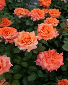 【2026年2月以降発送】バラ苗鉢植え「マドモアゼルマイコ」 バラ 苗 1鉢 四季咲き 鉢植え 花 マドモアゼルマイコ 6寸鉢 2年生苗 ガーデニング 初心者 母の日 父の日