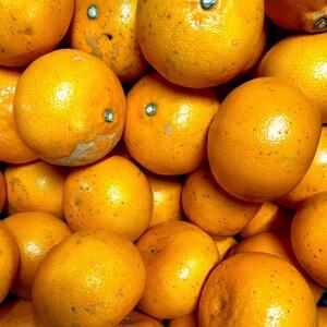 【ご家庭用】せとか 3kg 愛媛県 八幡浜産市 西宇和地区 柑橘の女王【C25-337】【1713684】