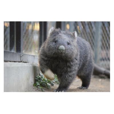 ふるさと納税 池田市 スイミージャパン 五月山動物園ウォンバットコラボワイン「ユキ」 |  | 01