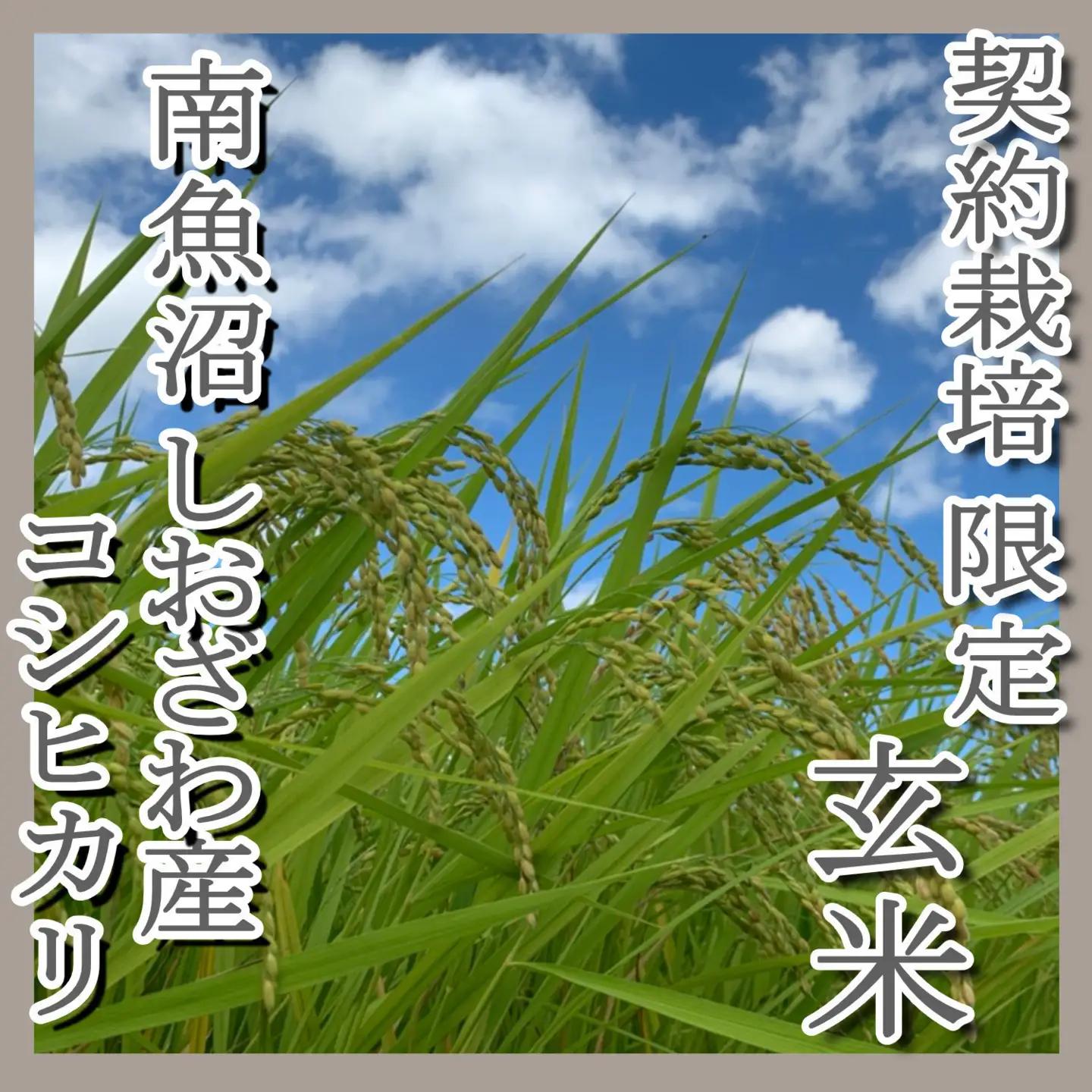 【令和7年】●玄米● 【定期便4Kg×3ヶ月】 生産者限定 南魚沼しおざわ産コシヒカリ｜こしひかり