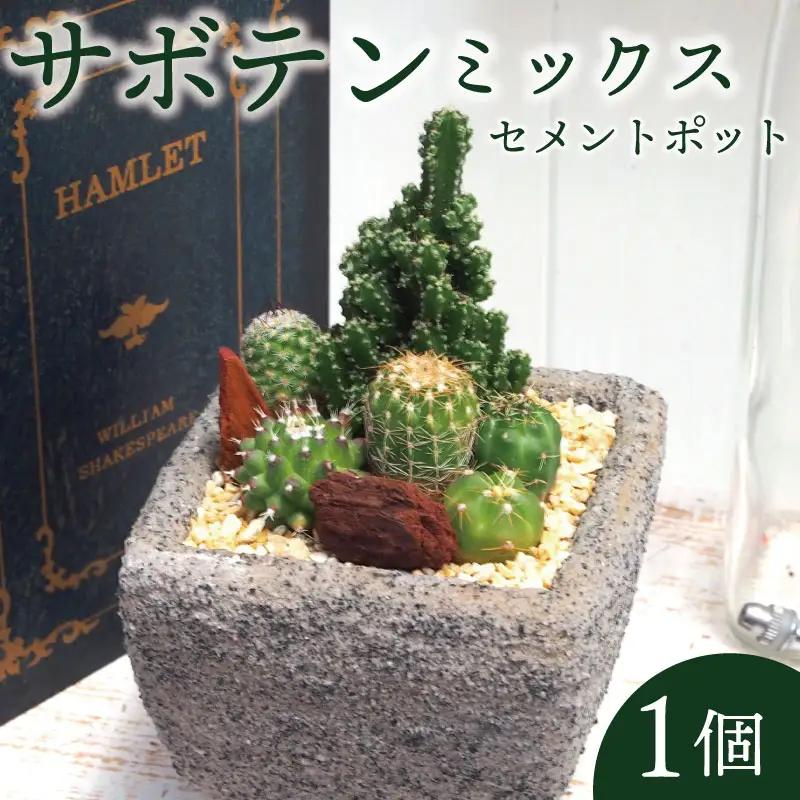 サボテン セメントポット 京都 植物 インテリア 観葉植物