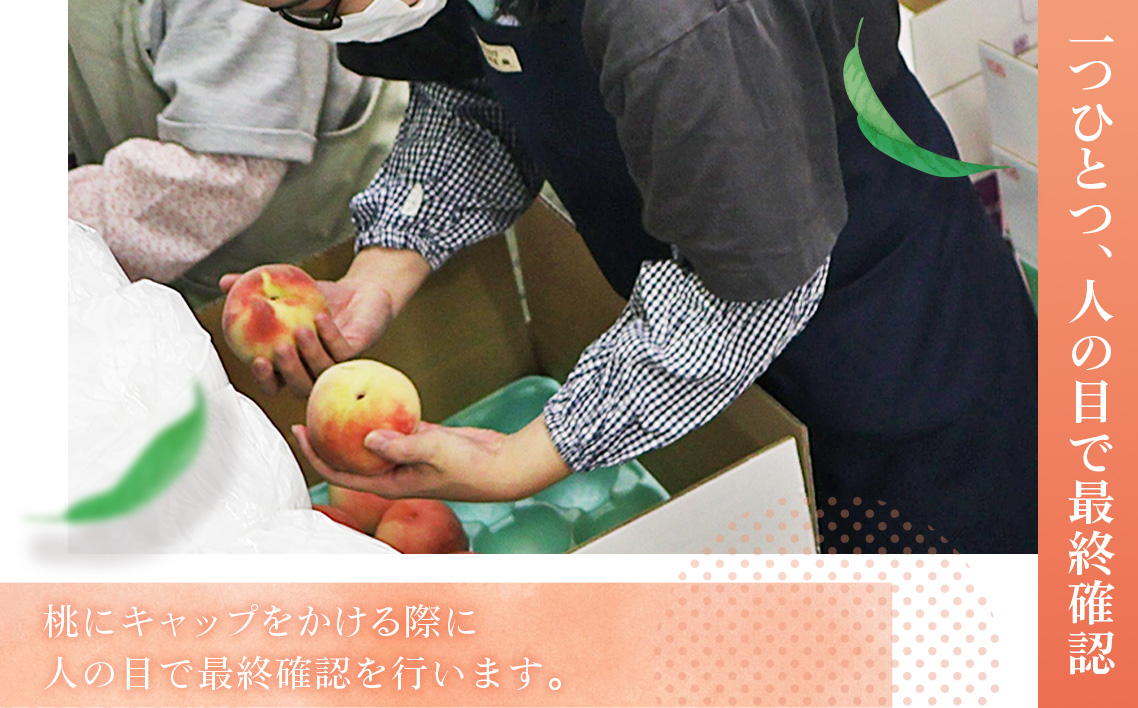 桃づくし定期便【献上桃の郷桑折町産桃3kg×4回】4品種の桃を味わう！
