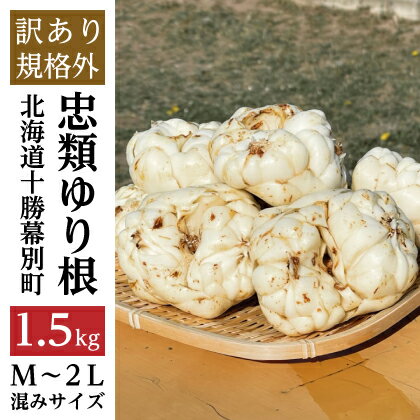 【ふるさと納税】【規格外】十勝幕別 忠類ゆり根 1.5kg（M～2L）9～15玉【 北海道 幕別町 忠類 十勝 高級食材 お正月 料理 訳あり 】 野菜 ゆりね 北海道産 ワケあり
