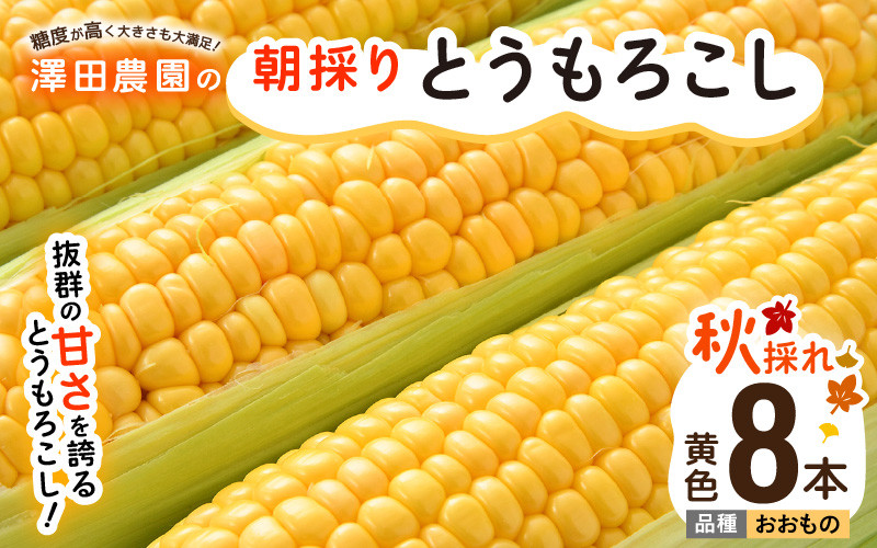 
            【先行予約】秋とうもろこし 8本 おおもの 黄色 朝採り ／ 期間限定 数量限定 ハウス栽培 産地直送 甘い スイートコーン とうもろこし 野菜 あわら ※2025年10月10日より順次発送
          