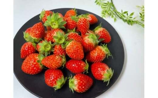 （小粒）農林水産大臣賞受賞農園からお届けする【訳アリ】かおり野　1kg (250g×4) /いちご イチゴ 苺 三重県 多気町 ISH-02