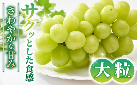 【先行受付2026年発送】【さとのみ果樹園】シャインマスカット1房＆種なし巨峰1～2房（合計1kg以上）※2026年9月中旬～10月上旬順次発送