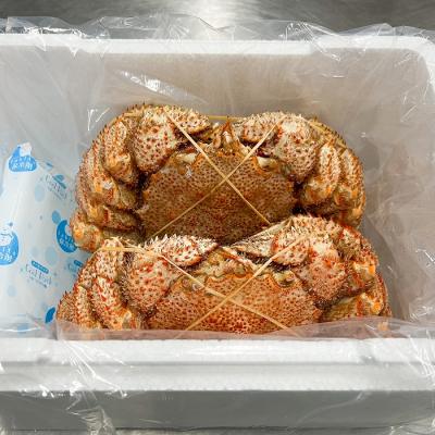 ふるさと納税 根室市 【北海道根室産】浜ゆで毛がに600〜700g×2尾 D-05003 |  | 01