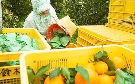 清見オレンジ5kg・ちょっと訳ありご家庭用(大小混合)　鈴木農園から農園直送！【北海道・沖縄県・一部離島 配送不可】清美　きよみ　キヨミ