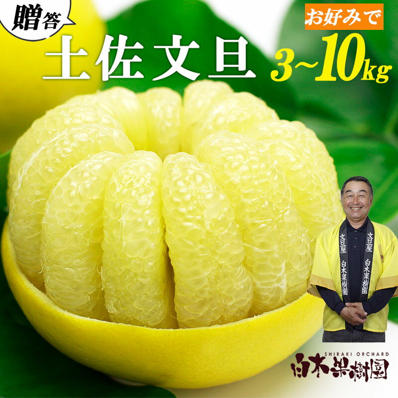 【ふるさと納税】＜白木果樹園産＞土佐文旦 特選品贈答用 約3kg・約5kg・約10kg L～2Lサイズ ぶんたん ブンタン フルーツ 柑橘 みかん 果物 くだもの 柑橘類 デザート おやつ 贈り物 プレゼント 白木果樹園 常温 配送 高知県 土佐市 ふるさとのうぜい 故郷納税 返礼品