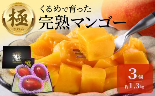 極　完熟マンゴー（3玉：約1.3kg）_完熟マンゴー 3玉 約 1.3kg 久留米産 平均糖度 17度～18度 完熟 マンゴー 2026年 6月下旬より 順次お届け 国産 フルーツ トロピカルフルーツ 果物 デザート 冷蔵 クール便 お取り寄せ お取り寄せフルーツ 福岡県 久留米市 送料無料_Fm019