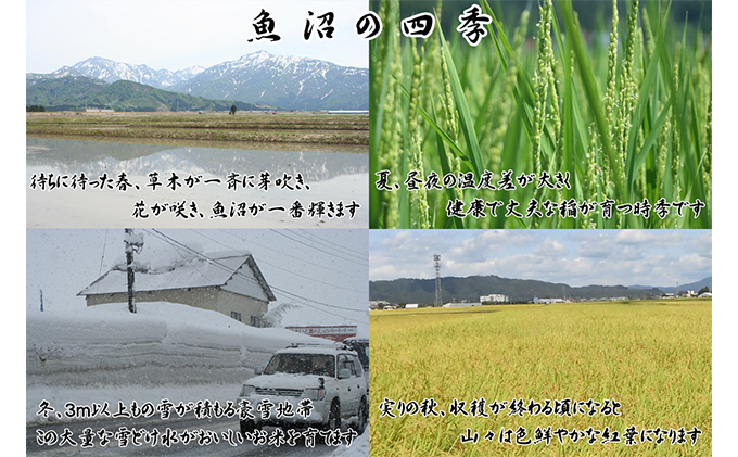 【令和5年産】農産物検査員お奨め 魚沼産こしひかり（精米）15kg（5kg×3）