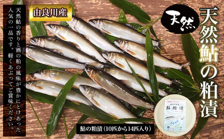 ＜由良川産＞天然鮎の粕漬 (10匹から14匹入り) ふるさと納税 福知山市 鮎 あゆ 天然 【fc-ZF005】【由良川漁業協同組合】