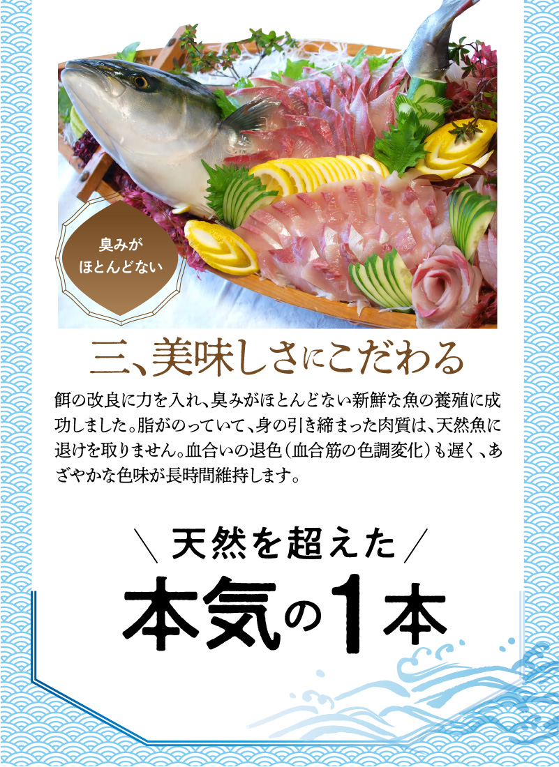 【大和海商】大和ブリの切り身たっぷりセット 6ヶ月定期便 N072-ZG0139