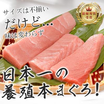 ふるさと納税 大月町 【訳アリ】養殖本マグロ 中トロ 1kg 黒潮本まぐろ 刺身用 小分け柵 最優秀賞受賞 高知県大月町 |  | 03