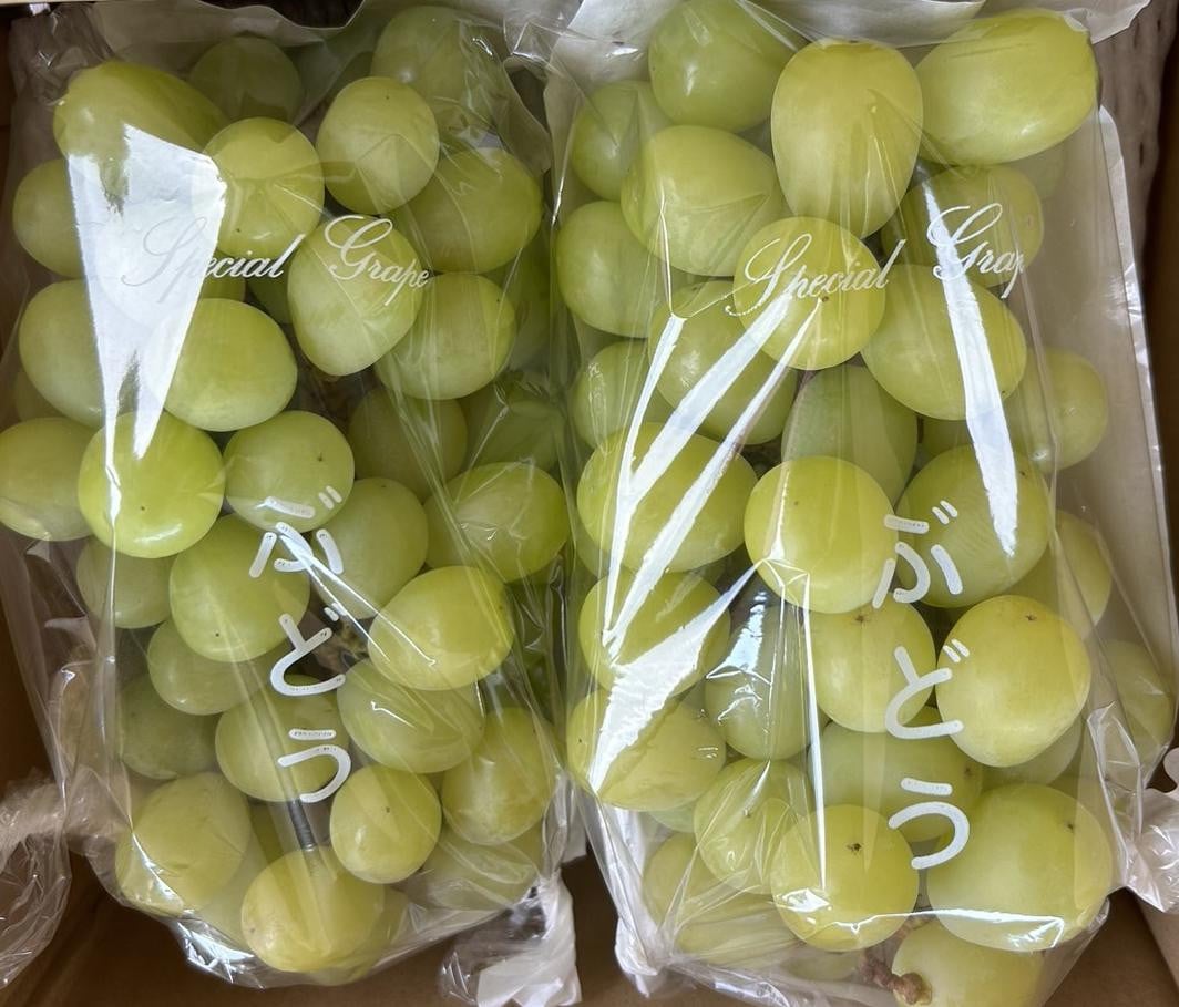 
            完熟シャインマスカット（通常品） 1.3kg
          