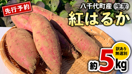 さつまいも 紅はるか 約5kg 訳あり サツマイモ