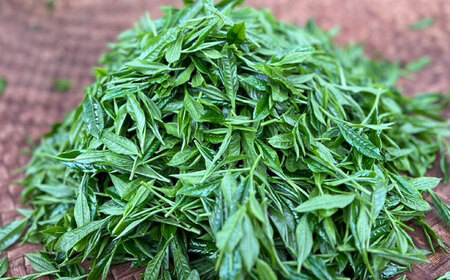 【農林水産大臣賞受賞】【数量限定】蒸し製玉緑茶 10g / 白川製茶園 [41AIAB015]