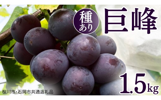 
                  巨峰 1.5kg ( 種あり ) ( 桜川市・石岡市共通返礼品 ) ぶどう ブドウ フルーツ 果物 2026年8月中旬以降発送 [DC007sa]
                
