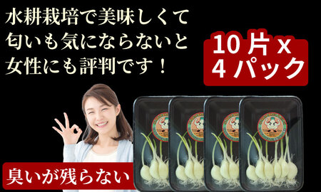 水耕栽培 ニンニク セット（４パック） A070-034 にんにく 