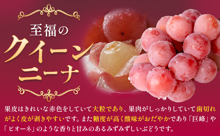 ぶどう クイーンニーナ 2房 約1.0～1.2kg 葡萄 ブドウ ぶどう 赤ぶどう 大粒 種なし フルーツ 果物 産地直送 新鮮 ジューシー お取り寄せ 国産 茨城県 結城市 《9月上旬-9月下旬出荷