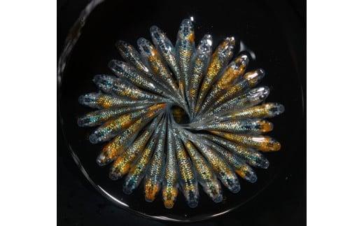 129-13 ユリシス オス メス ランダム 20匹