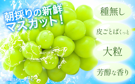 【先行予約】シャインマスカット 岡山 約2kg 食べ切りセット 《2026年9月上旬頃より出荷》 数量限定 シャイン マスカット 岡山県産 果物 フルーツ 旬 葡萄