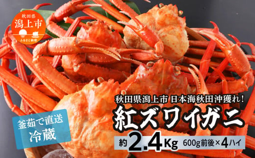 日本海沖産 紅ズワイガニ600g前後×4匹 約2.4kg/冷蔵