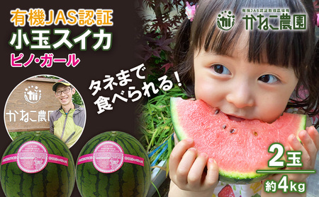 【2025年8月中旬より発送】 有機JAS認定！ スイカ ピノガール 数量限定 すいか 小玉 西瓜 フルーツ セット 果物  【かねこ農園】