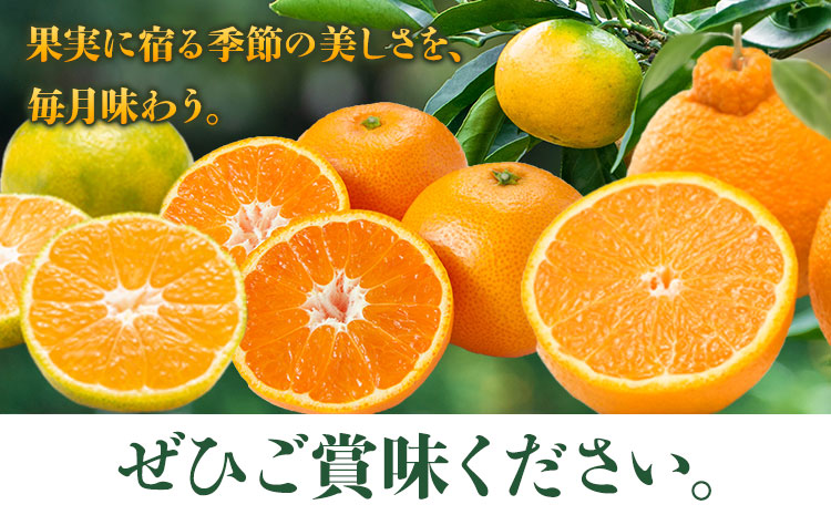 秀品 みかん 3ヶ月定期便 【リッチ：計13kg】 日本フルーツ株式会社《2025年10月上旬-12月末頃出荷》熊本県 長洲町 早生みかん 温州みかん 不知火 果物 フルーツ スイーツ デザート ギフ