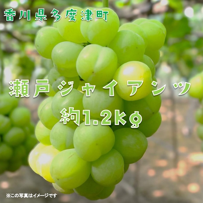 多度津町産 瀬戸ジャイアンツ　約1.2kg【令和7年9月上旬頃より発送！】【A-45】