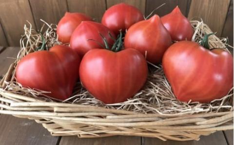 【大人気！】たった3ヶ月しか食べられない　幻のファーストトマト 　たっぷり約1.4kg（3月～5月発送）　H004-127
